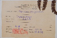 尖葉耳蕨藏品圖，第2張