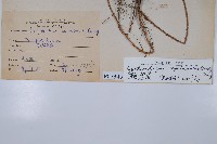 鞭葉蕨藏品圖，第2張