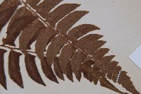 鞭葉蕨藏品圖，第3張