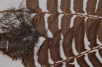 鞭葉蕨藏品圖，第4張