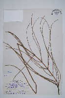 臺灣木賊藏品圖，第1張