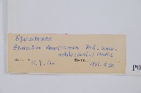臺灣木賊藏品圖，第2張