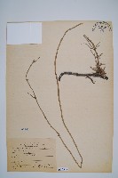 臺灣木賊藏品圖，第1張