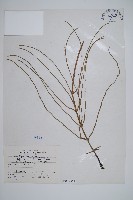 臺灣木賊藏品圖，第1張