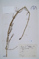 臺灣木賊藏品圖，第1張