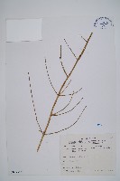 臺灣木賊藏品圖，第1張