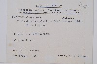 臺灣木賊藏品圖，第2張