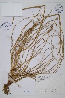 木賊藏品圖，第1張