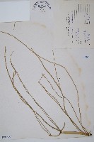 木賊藏品圖，第1張