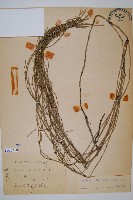 木賊藏品圖，第1張