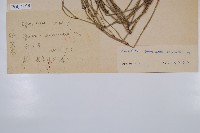 木賊藏品圖，第2張