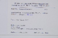 臺灣木賊藏品圖，第2張