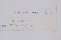 玉山石松藏品圖，第2張