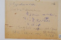 蒿蕨藏品圖，第2張