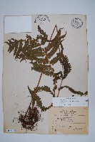 密毛毛蕨藏品圖，第1張