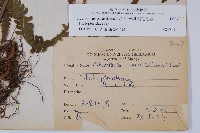 密毛毛蕨藏品圖，第2張