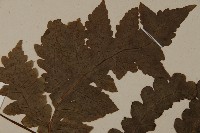 陰地三叉蕨藏品圖，第4張