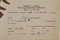 腎蕨藏品圖，第2張