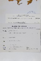 石松藏品圖，第2張