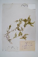 全緣卷柏藏品圖，第1張