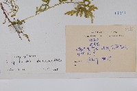 全緣卷柏藏品圖，第2張