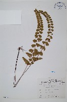 海島陵齒蕨藏品圖，第1張