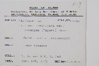 海島陵齒蕨藏品圖，第2張