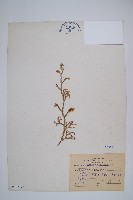 過山龍藏品圖，第1張