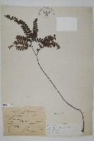 扇葉鐵線蕨藏品圖，第1張