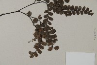 扇葉鐵線蕨藏品圖，第3張