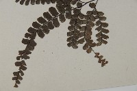 扇葉鐵線蕨藏品圖，第4張