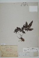 扇葉鐵線蕨藏品圖，第1張