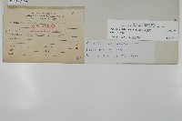 扇葉鐵線蕨藏品圖，第2張