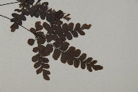 扇葉鐵線蕨藏品圖，第3張