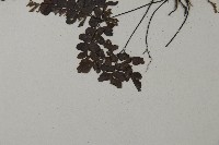 扇葉鐵線蕨藏品圖，第4張