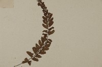 愛氏鐵線蕨藏品圖，第3張