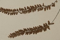 愛氏鐵線蕨藏品圖，第4張