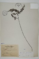 扇葉鐵線蕨藏品圖，第1張