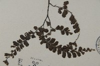 扇葉鐵線蕨藏品圖，第3張