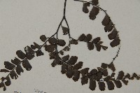 扇葉鐵線蕨藏品圖，第4張