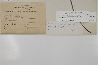 扇葉鐵線蕨藏品圖，第2張