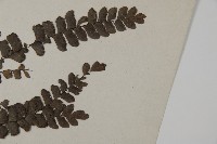 扇葉鐵線蕨藏品圖，第3張