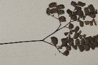 扇葉鐵線蕨藏品圖，第4張