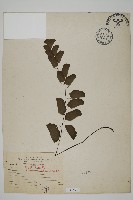 半月形鐵線蕨藏品圖，第1張