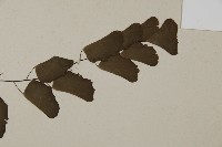 半月形鐵線蕨藏品圖，第4張