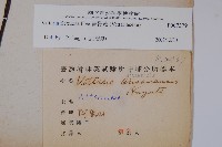 書帶蕨藏品圖，第2張