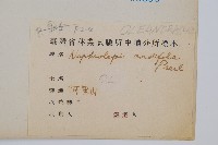 腎蕨藏品圖，第2張