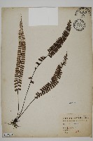 鞭葉鐵線蕨藏品圖，第1張