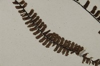 鞭葉鐵線蕨藏品圖，第4張