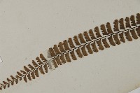 鞭葉鐵線蕨藏品圖，第5張